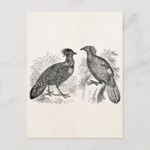 Tragopan Tragopan Pheasant Impeyan Bird Vintag Has Postkarte