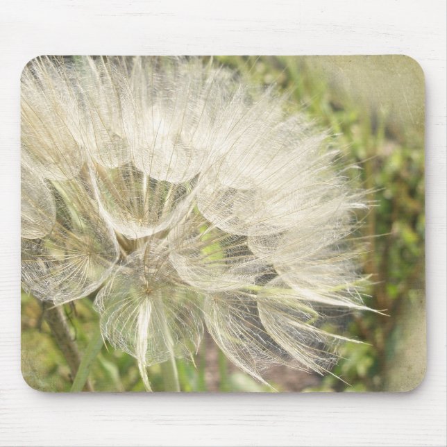 Tragopogon dubius - Gelber Ziegenbart Mousepad (Vorne)