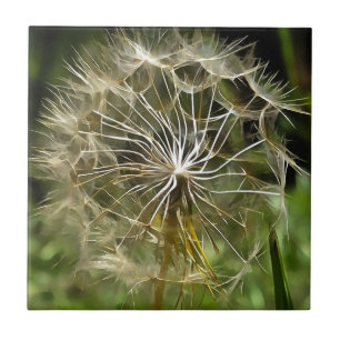 Tragopogon Wildblume Salsify Nature Liebhaber der  Fliese