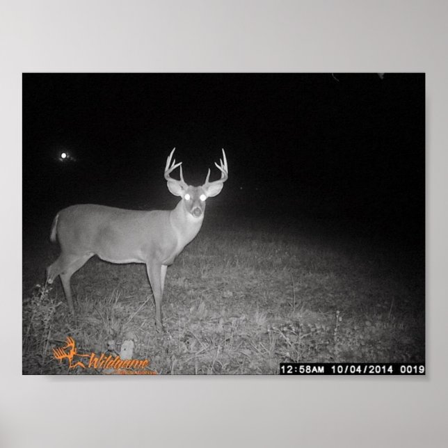 Trail Camera Buck Poster (Vorne)