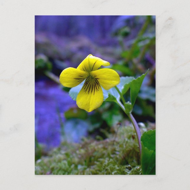 Trailing Yellow Violet 01 Postkarte (Vorderseite)