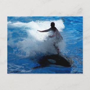 Trainer auf dem Foto von Killer Wal Orca Postkarte