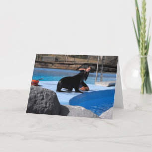 Trainer mit Seelöwe in Spanien Feiertagskarte