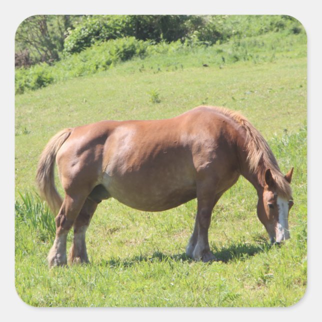 Trait Breton Pferd Quadratischer Aufkleber (Vorderseite)