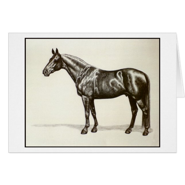 Trakehner Stallion (Vorderseite (Horizontal))