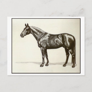Trakehner Stallion Postkarte