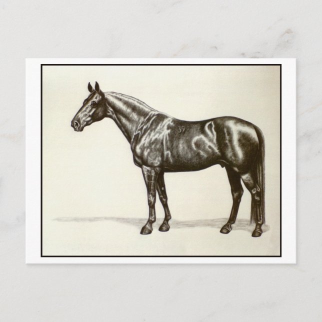 Trakehner Stallion Postkarte (Vorderseite)