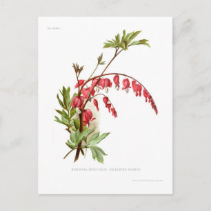 Tränenherz (Dicentra spectabilis) Postkarte