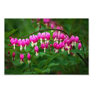 Tränenherzblumen Fotodruck