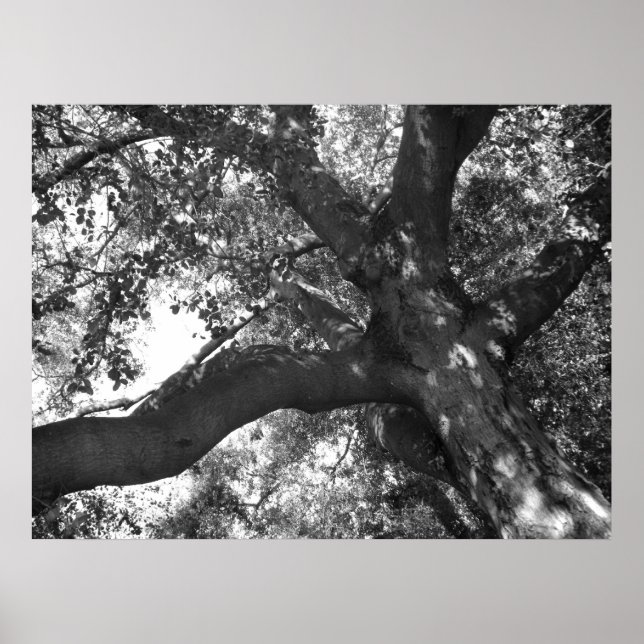 Tranquility Poster (Vorne)