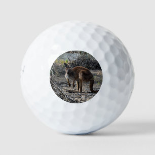 Tranquisiter Moment: Australisches Kangaroo in Bil Golfball