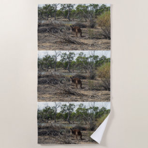 Tranquisiter Moment: Australisches Kangaroo in Bil Strandtuch