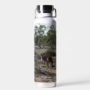 Tranquisiter Moment: Australisches Kangaroo in Bil Trinkflasche
