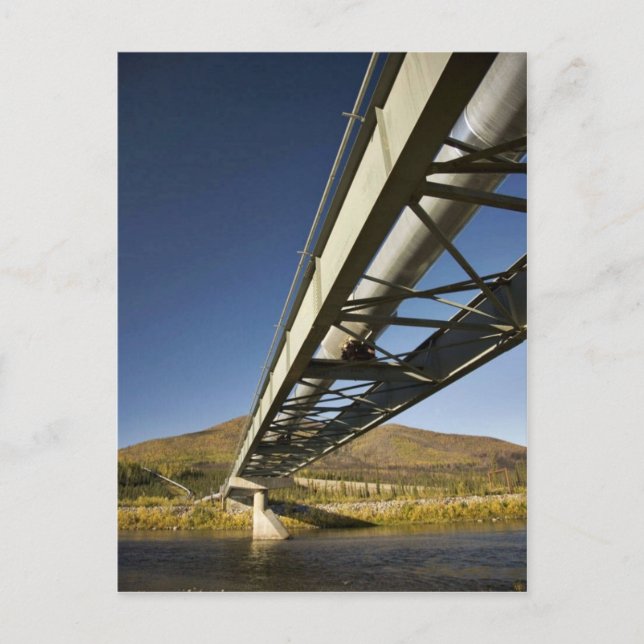 Trans-Alaska-Ölpipeline durch die Südgabel Koyu Postkarte (Vorderseite)
