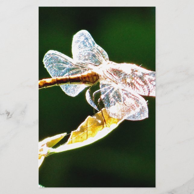 Transparente Libelle Briefpapier (Vorderseite)