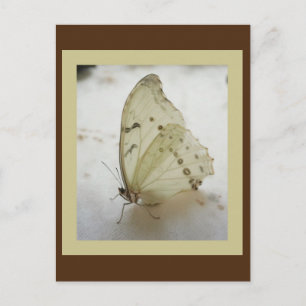 Transparente Schmetterlingspostkarte Postkarte