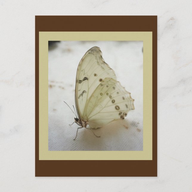 Transparente Schmetterlingspostkarte Postkarte (Vorderseite)