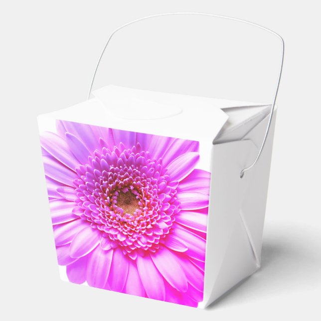 Transvaal Disy Color Blume Geschenkschachtel (Vorderseite)