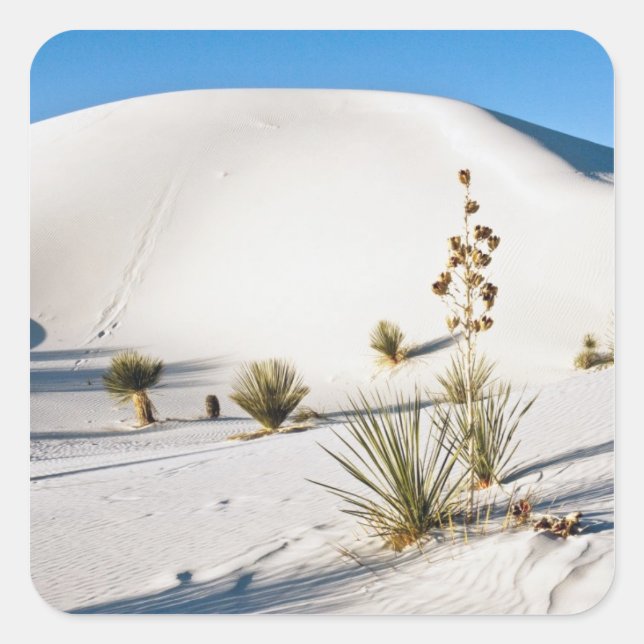 Transverse Dünen und Soaptree Yucca Quadratischer Aufkleber (Vorderseite)