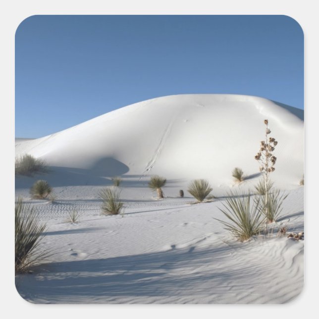 Transverse Dünen und Soaptree Yucca Quadratischer Aufkleber (Vorderseite)
