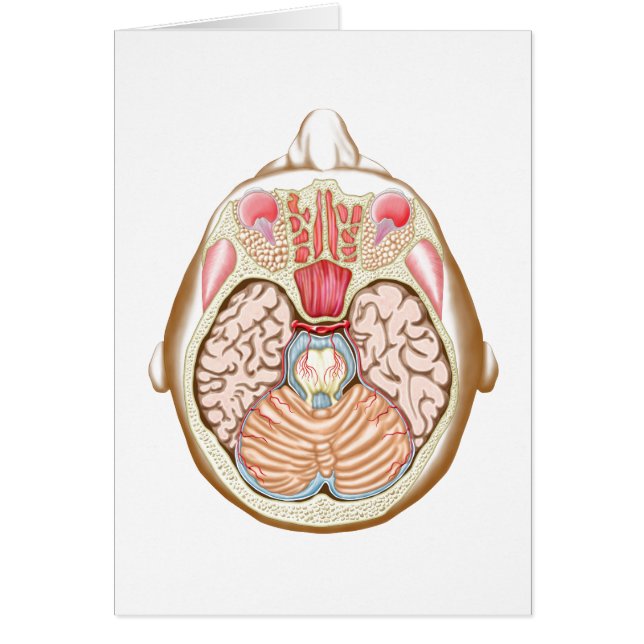 Transverser Abschnitt des mittleren Gehirns (Vorne)