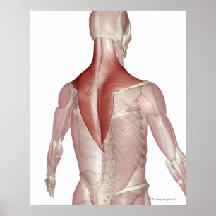 Trapezius Poster