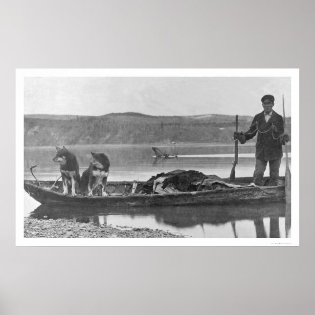 Trapper mit Hides & Dogs Alaska 1906 Poster (Vorne)