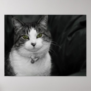 Trau dich, in meine grünen Augen zu schauen Poster