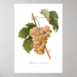 Traube, Chasselat De Fontainebleau Poster