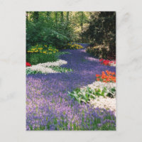 Traube Hyacinth Fluss Postcard
