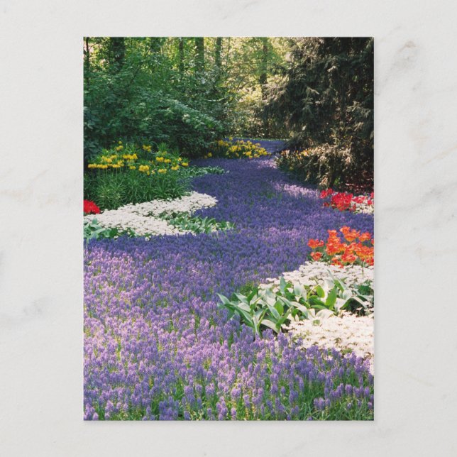 Traube Hyacinth Fluss Postcard Postkarte (Vorderseite)