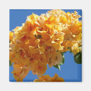 Traube von Großer Bougainvillea Tropische Blütenpr Magnet