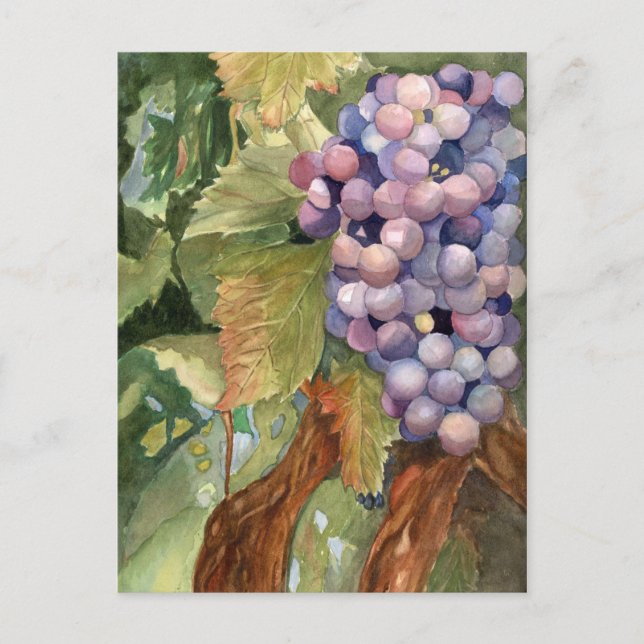 Trauben, Frucht der Vine Postkarte (Vorderseite)
