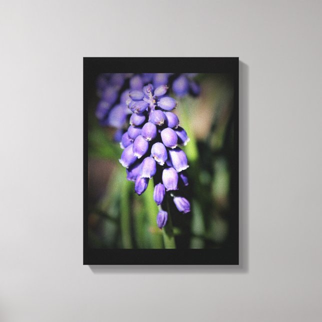 Trauben Hyacinth Bloral Canvas Print Leinwanddruck (Vorderseite)
