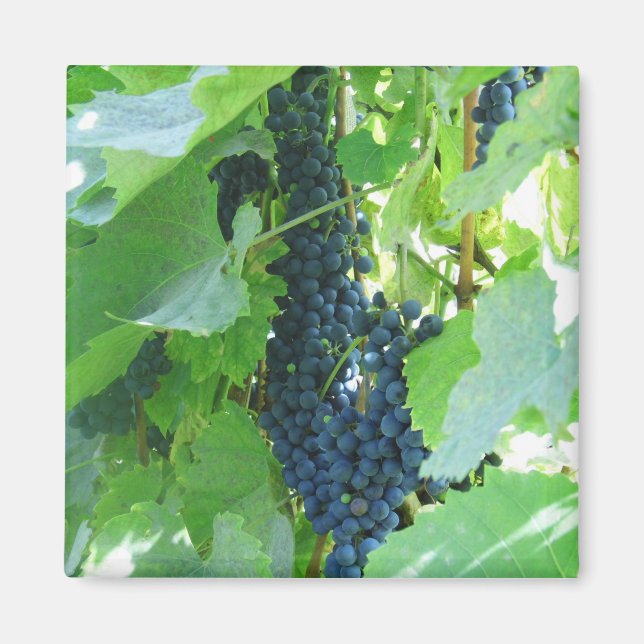 Trauben Magnet (Vorne)
