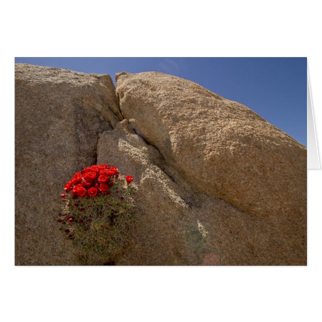 Traubenbecher oder Mojave-Kakteen in Blüte (Vorderseite (Horizontal))