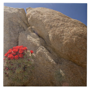 Traubenbecher oder Mojave-Kakteen in Blüte Fliese