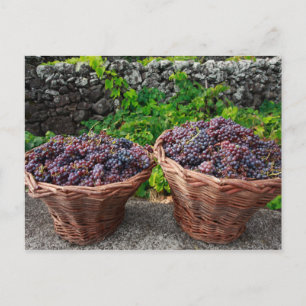 Traubenernte Postkarte