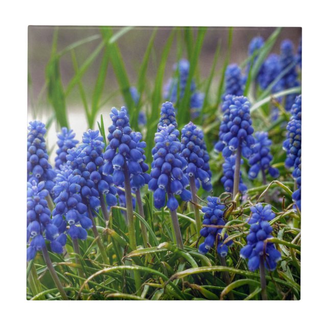 TraubenHyakinth Fliese (Vorderseite)