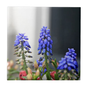 Traubenhyakinth Fliese