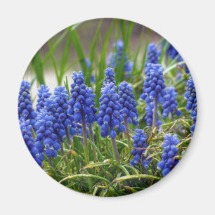 TraubenHyakinth Magnet