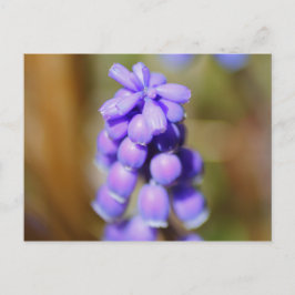 TraubenHyakinth Postkarte