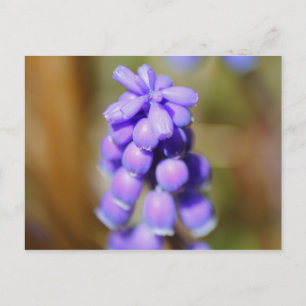 TraubenHyakinth Postkarte