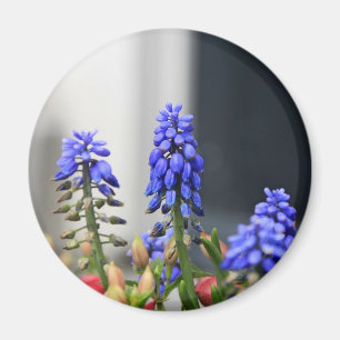 Traubenhyazinthe Magnet