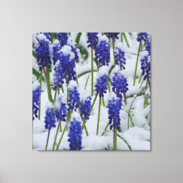 TraubenHyazinthen in Snow Canvas Print Leinwanddruck