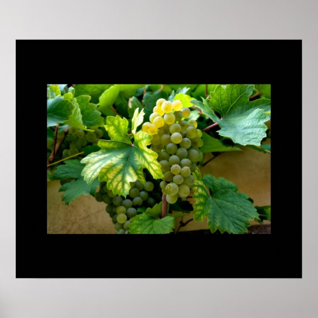 Traubenposter Poster (Vorne)