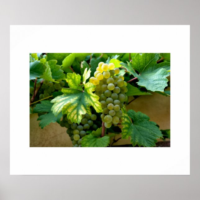 Traubenposter Poster (Vorne)