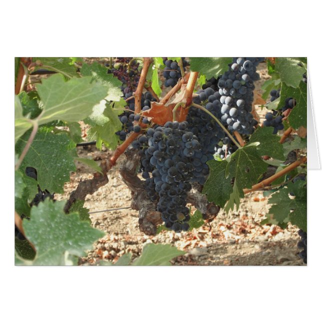 Traubenstrauch (Vorderseite (Horizontal))