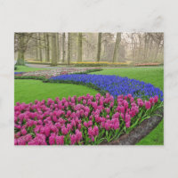 Traubentrester, Tulpen und 2