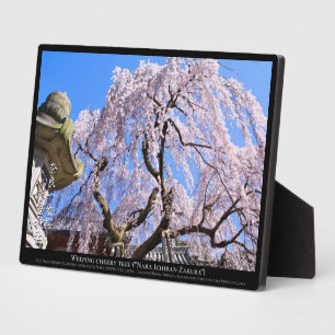 Trauer-Kirsche ("Nara Ichiban-Zakura") Fotoplatte
